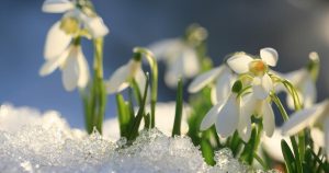 Snowdrops Snow Spring