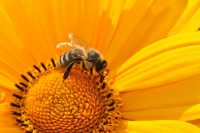 A bee is pictured on a yellow flower.