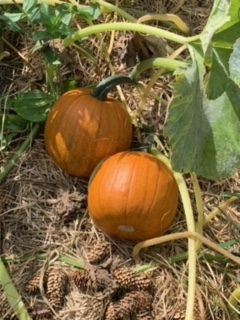 Two pumpkins from the school garden