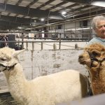 This photo features a man in an enclosure with two alpacas.